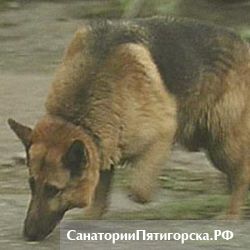 Неизвестный заминировал самую длинную улицу Пятигорска